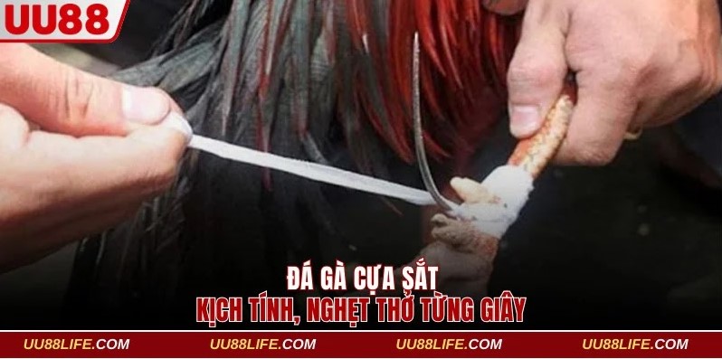 Đá gà UU88 trang bị cựa sắt kịch tính từng giây